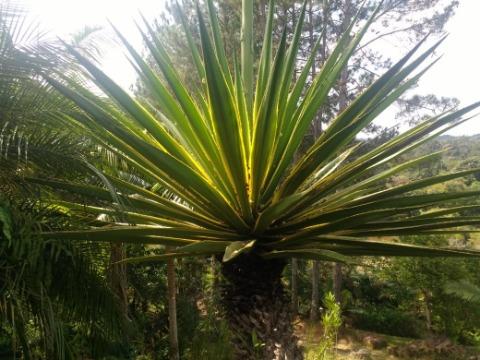 Fazenda à venda com 4 quartos, 200m² - Foto 39