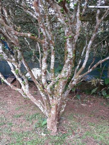 Fazenda à venda com 10 quartos, 300m² - Foto 21