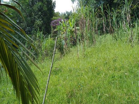 Terreno à venda com 1 quarto, 1000m² - Foto 2