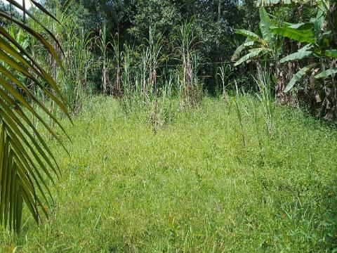 Terreno à venda com 1 quarto, 1000m² - Foto 1