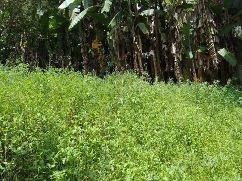 Terreno à venda com 1 quarto, 1000m² - Foto 4